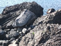 i Trezza-20110317 003